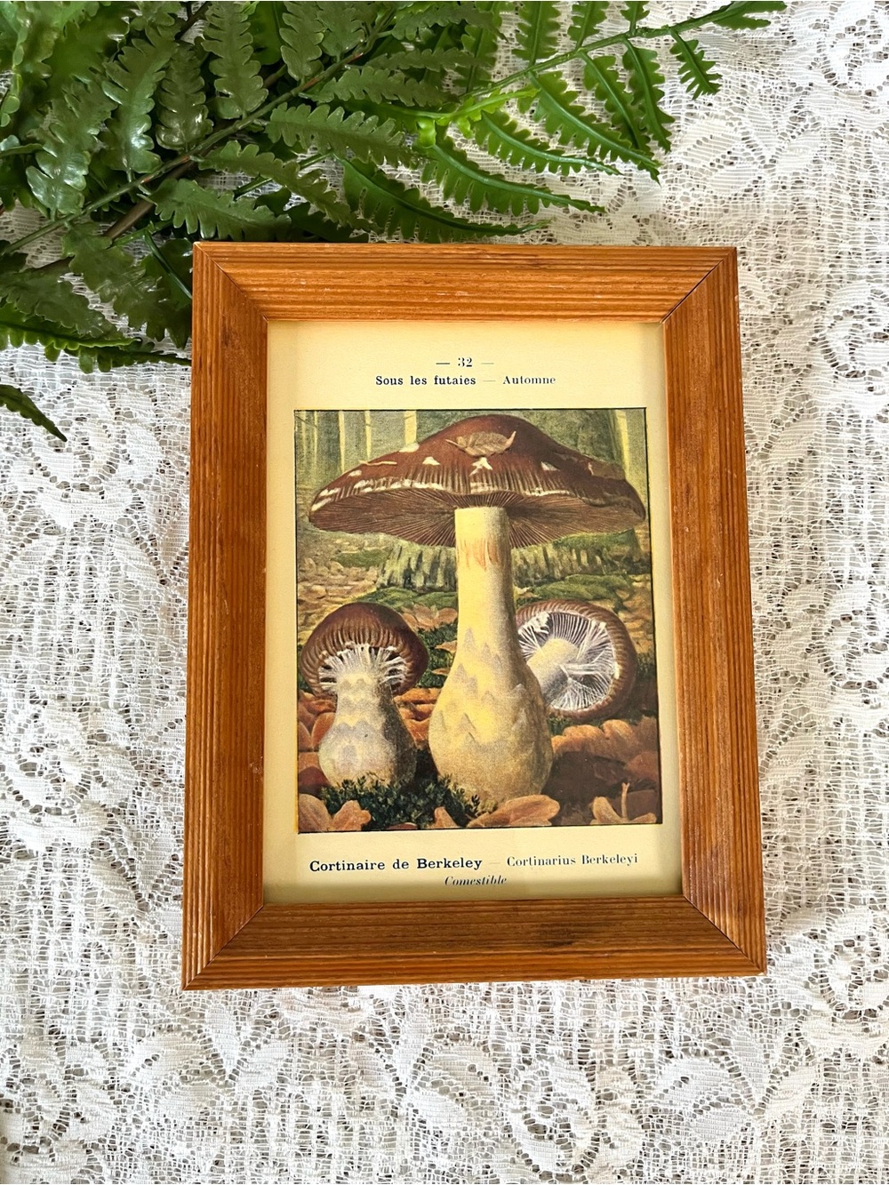 Vintage Solid Wood Framed Mushroom Decor 5x7